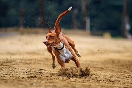 가상게임개경주 처음 접할 때 알아둘 핵심 내용